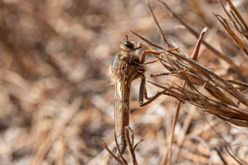 Réf. 333 960 : Stenopogon junceus